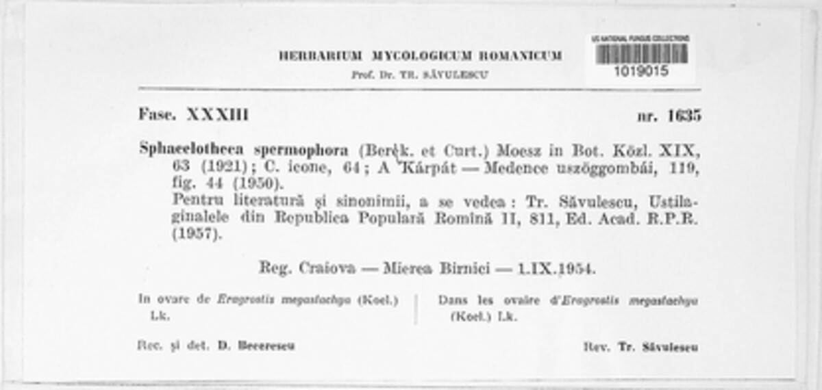 Macalpinomyces spermophorus image